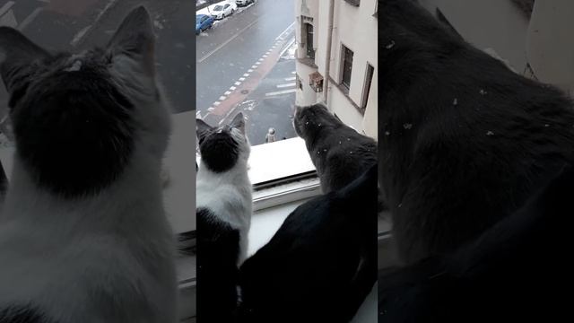 снег и мои коты