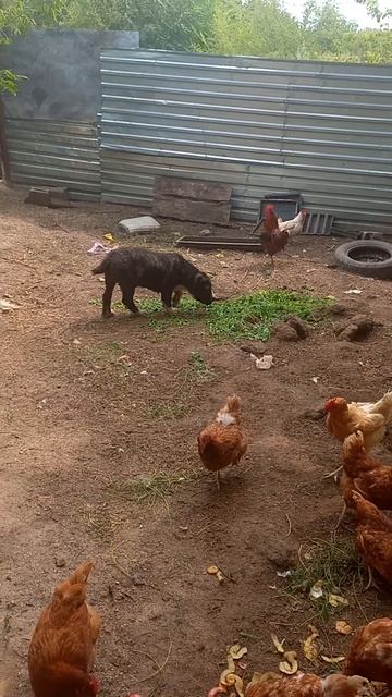 алабай в гостях у кур