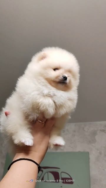 #шпицуля #spits #померанский_шпиц #шпицбу #шпиц #spitsfire #щенки #москва