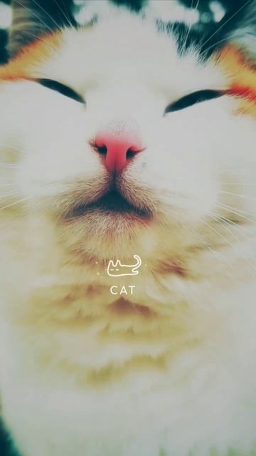 Как фотографировать кота? Рука фотографа подскажет)