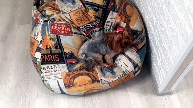 ВЛОГ Дрессирую Боню. Удаляю пятно. Убираюсь весь день.