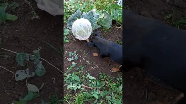 Джая в огороде(1)