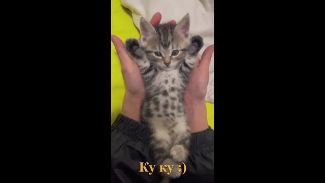 Подборка, котики занимаются своими делами