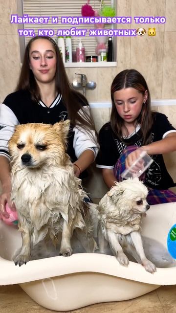 Только честно☺️ #shortsyoutube #злататонкель #shortvideo #юмор #шпиц #померанскийшпиц #а4 #ледидиан