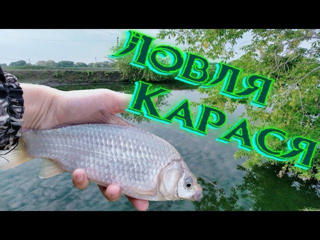Ловля Карася для Живца