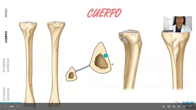 GUERRERO CEDEÑO MARÍA Y RODRIGUEZ AVELLAN GENESIS - OSTEOLOGIA DEL MIEMBRO INFERIOR
