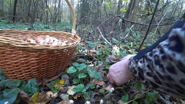 За опятами!