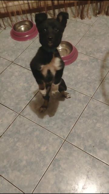 Смешной щенок танцует бачату