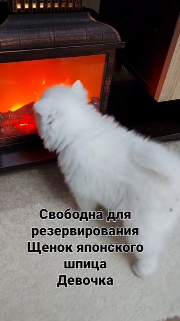 питомник Цунени Катцу японский шпиц