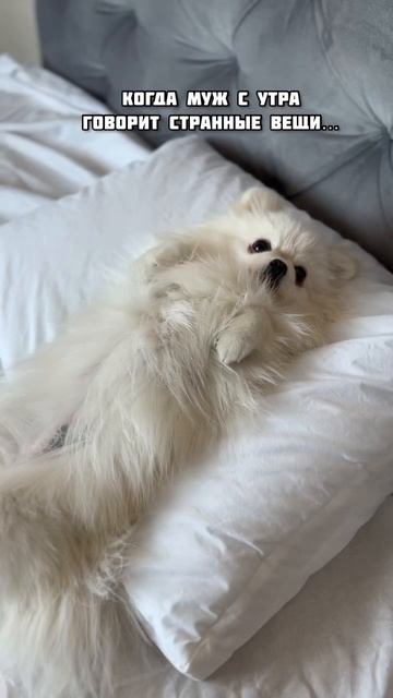 😨 #юмор #собаки #шпиц