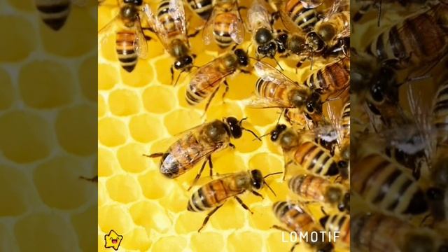 С праздником Медового Спаса! Медового счастья,медовой погоды,медовой любви вам на долгие годы!