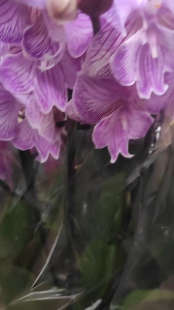 Орхидея Фаленопсис Phalaenopsis Manta Romblon. Биг лип