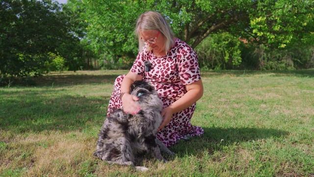 Собака от которой отказались. Мы её тоже отдаем! Лану снова предали?