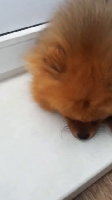 Самый преданный друг 🐕