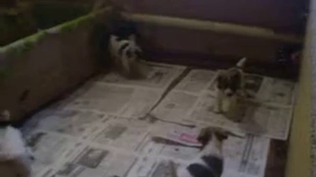 Один месяц щенкам ( АНДИ-ЭРА).