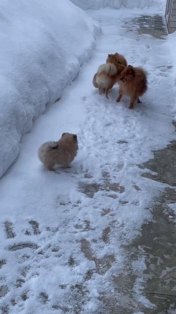 Семейство на прогулке! Шпиц