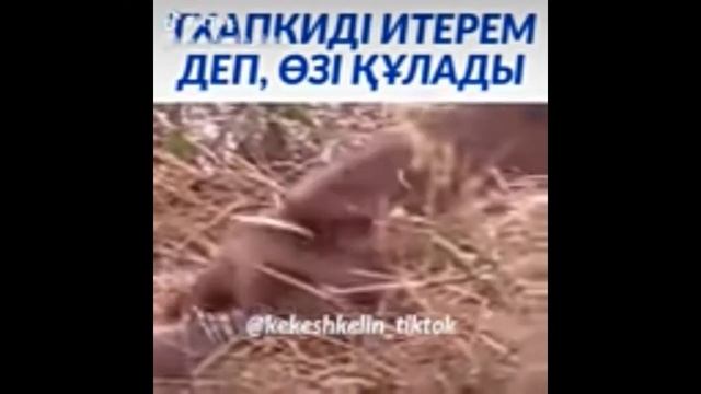 кекеш келін