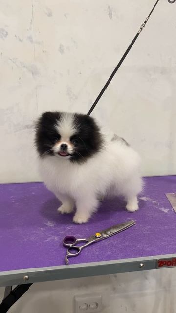#шпиц #померанскийшпиц #патиколорныйшпиц #грумингшпица #новосибирск