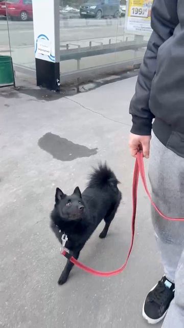 Шипперке коррекция