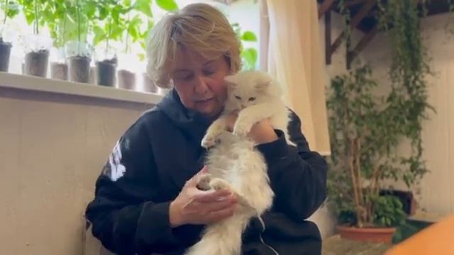 Кошка Снежинка
