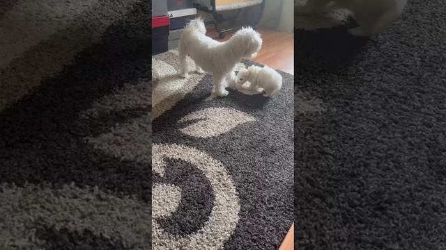 Марта и сын )