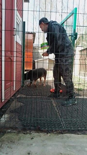 20 коррекция австралийской овчарки хилер