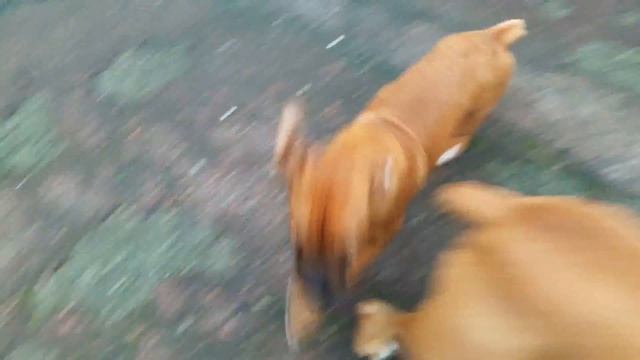 Boxer Puppy And Boxer Dog. Защищает от маленькой забияки.