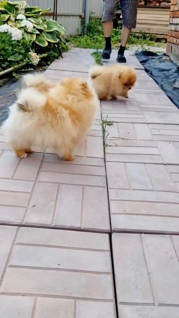 Малыши на прогулке . Питомник померанских шпицев СТИП ПОМ 🤗💖