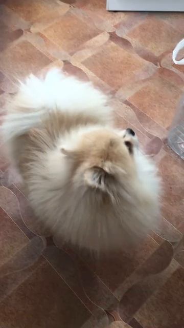 Я Тони Красавчик люблю сыр