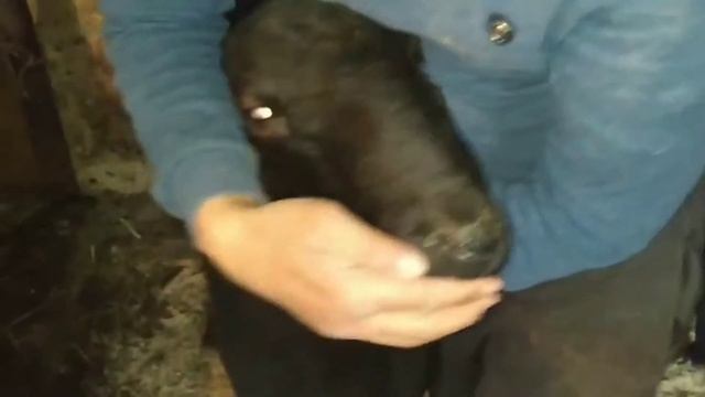 Порода кошкарлар адрес:Ташкент ☎️ +998977608011