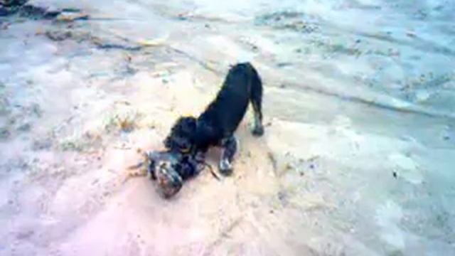 Стриж и ботинок.