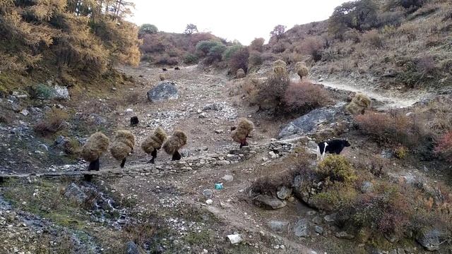 Lho. Манаслу трек