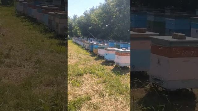 пасека , работа кипит