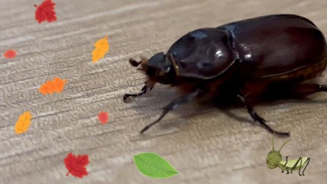 Крым🦆Гаспра🦆Жук