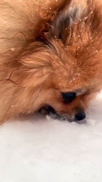 Померанский шпиц Мия, обожает снежок🤪.    @pom.mimi.toy