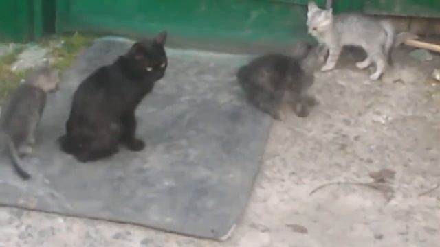 Котята играются