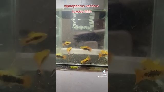 Xiphophorus Variatus Tuxedo Hifin