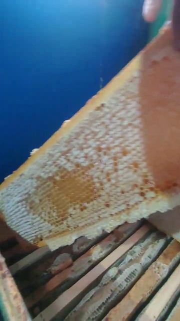 Мёд в медогоночной #пчеловодство #бп #пчеловодстводляначинающих #воск #забрус #мёд