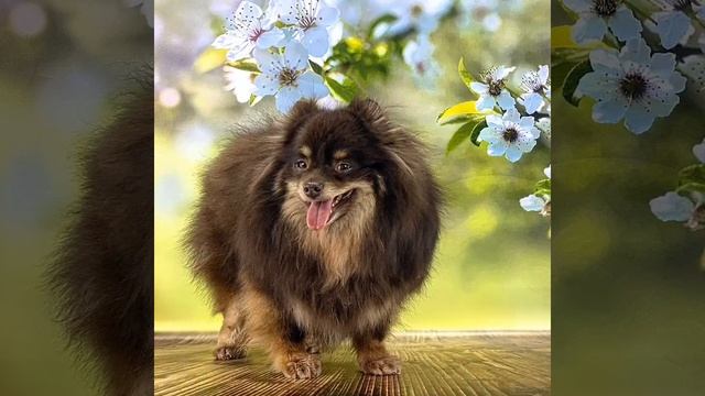 Шпиц Марьяша