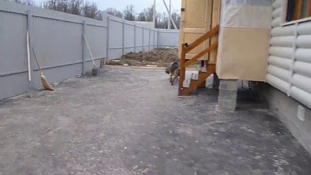 Дайна и шина