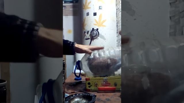 Накуреный голубь