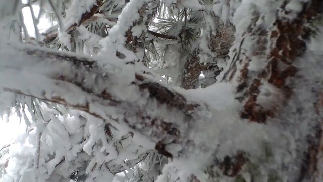 Поход по Мисхорской тропе 4 января 2019