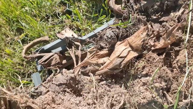 Высаживаем цветы, наши живности