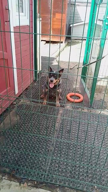 9 коррекция австралийской овчарки хилер