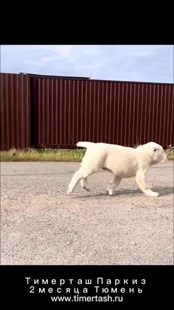 ТИМЕРТАШ ПАРКИЗ (Тюмень) 2 мес питомнике планируются щенки +79048881825 VэWhatsApp Www.Timertash.ru