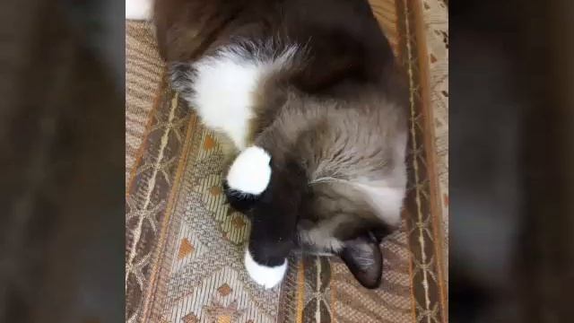 Самый лучший кот...