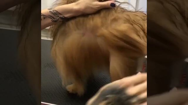 Стрижка шпица