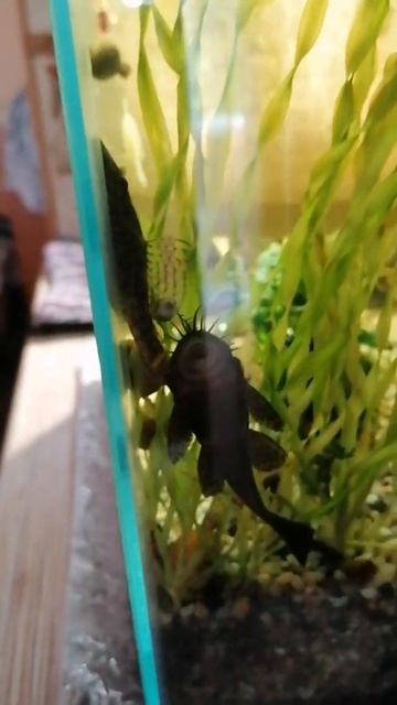 Мини ссора L393