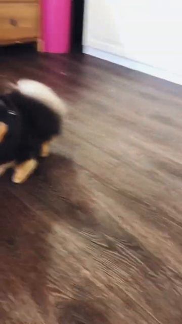 Сделали Фло груминг