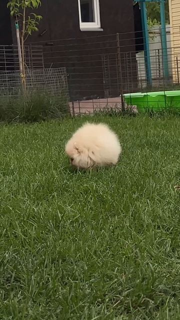 Продается белый мини мальчик померанский шпиц.